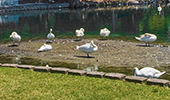 Lake Eola Swans